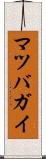 マツバガイ Scroll