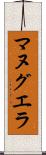 マヌグエラ Scroll