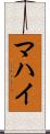 マハイ Scroll