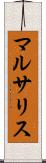 マルサリス Scroll