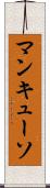 マンキューソ Scroll
