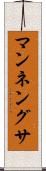 マンネングサ Scroll