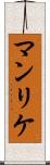マンリケ Scroll