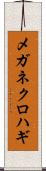 メガネクロハギ Scroll