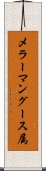 メラーマングース属 Scroll