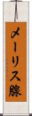メーリス腺 Scroll