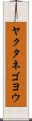 ヤクタネゴヨウ Scroll