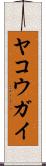 ヤコウガイ Scroll