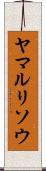ヤマルリソウ Scroll