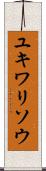 ユキワリソウ Scroll