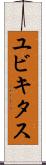 ユビキタス Scroll
