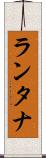 ランタナ Scroll