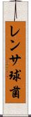 レンサ球菌 Scroll