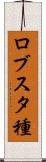 ロブスタ種 Scroll
