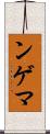 ンゲマ Scroll