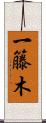 一籐木 Scroll