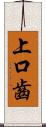 上口齒 Scroll