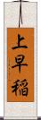 上早稲 Scroll