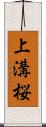 上溝桜 Scroll