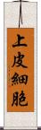 上皮細胞 Scroll