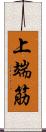 上端筋 Scroll