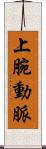 上腕動脈 Scroll