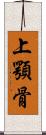 上顎骨 Scroll