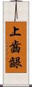 上齒齦 Scroll