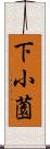 下小薗 Scroll