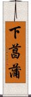 下菖蒲 Scroll