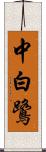 中白鷺 Scroll