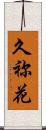 久祢花 Scroll