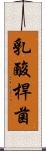 乳酸桿菌 Scroll