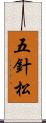 五針松 Scroll