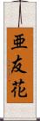 亜友花 Scroll