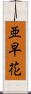 亜早花 Scroll