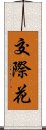 交際花 Scroll