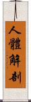 人體解剖 Scroll