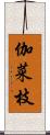 伽菜枝 Scroll