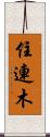 住連木 Scroll