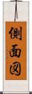 側面図 Scroll