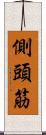側頭筋 Scroll