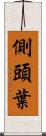 側頭葉 Scroll