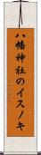 八幡神社のイスノキ Scroll