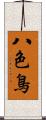 八色鳥 Scroll