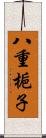 八重梔子 Scroll