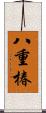 八重椿 Scroll