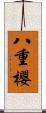 八重櫻 Scroll