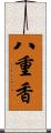 八重香 Scroll