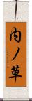内ノ草 Scroll